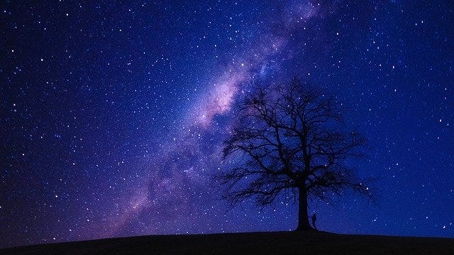 a large tree at night with the stars of the Milky Way overhead