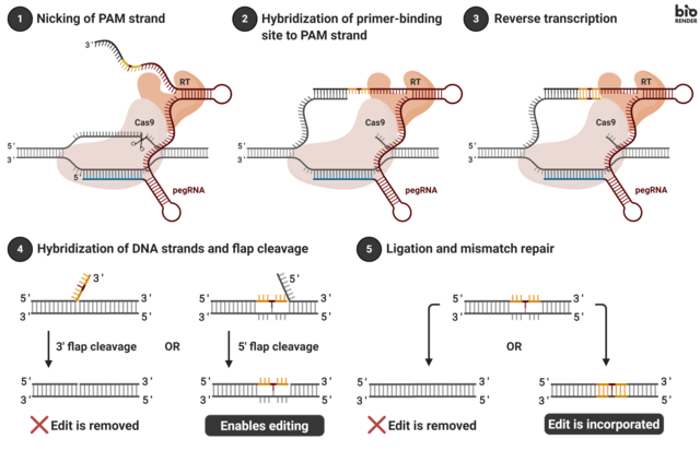 Diagram of the prime editing process