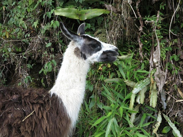 Side view of a white and brown llama eating a leaf.