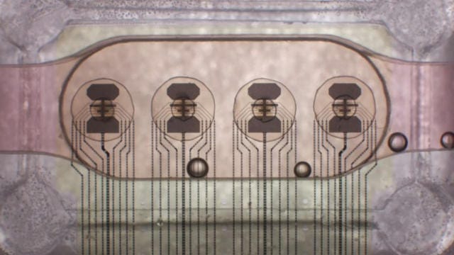 Four clusters of living neurons are connected to electrodes on Neuroplatform chip/Credit: FinalSpark