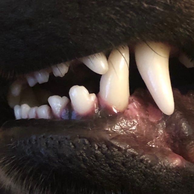 Close up of a dog’s teeth