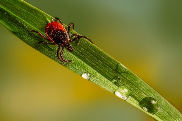 🩺🌞 🐾Tick season has arrived; check out expert tips to protect yourself