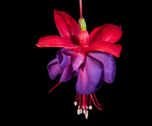 A single fuchsia flower.