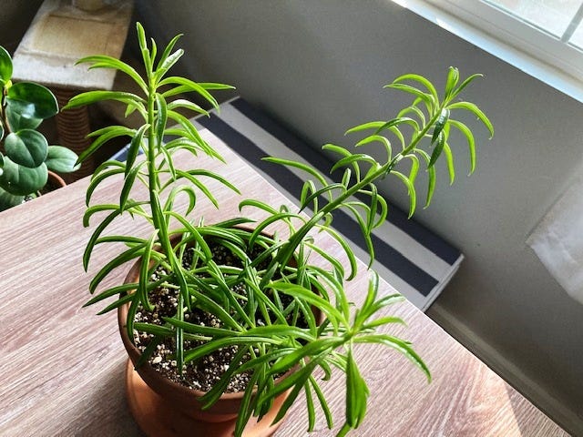 Peperomia ferreyrae, a Peperomia with frond-like leaves