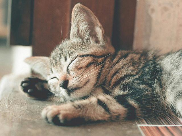striped kitten asleep