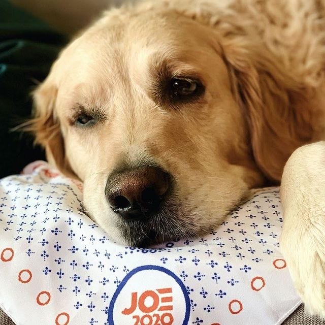 A Golden Retriever laying down on a handkerchief with a Joe 2020 symbol.