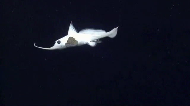 Moving image of white fish with black eyes and long nose swimming