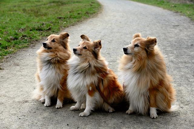 Three Sheltie dogs sitting on path