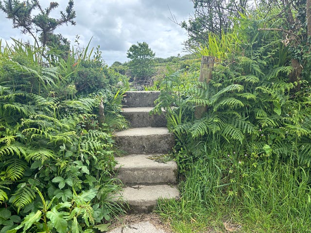 Rugged, concrete steps between beautiful ferns and foliage leading to the sky.