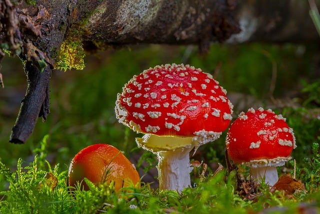 Adege red mushrooms toadstools nature