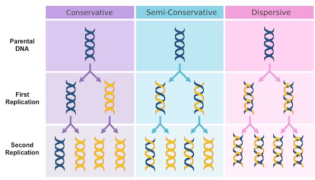 Anatomy of DNA: it’s functions, replication models, direction of replication and enzymes for DNA metabolism