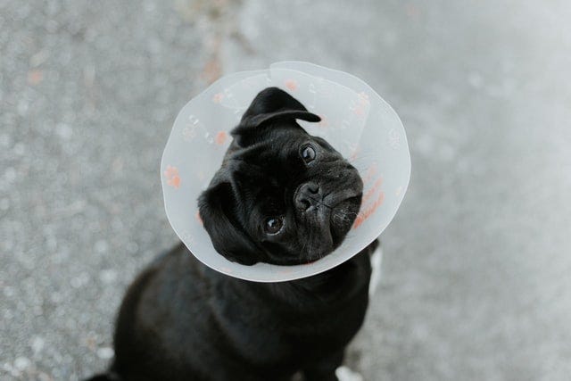Dog with anti-biting cone around head.