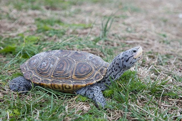 A turtle with a segmented shell of dark and light brown and gray skin speckled in black lifts its head while lying on green grass.