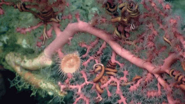 Moving image of pink deep-sea coral