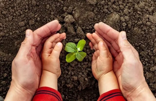 An adult’s hands surround a little child’s hands, both cradling a new shoot, showing sustainability.