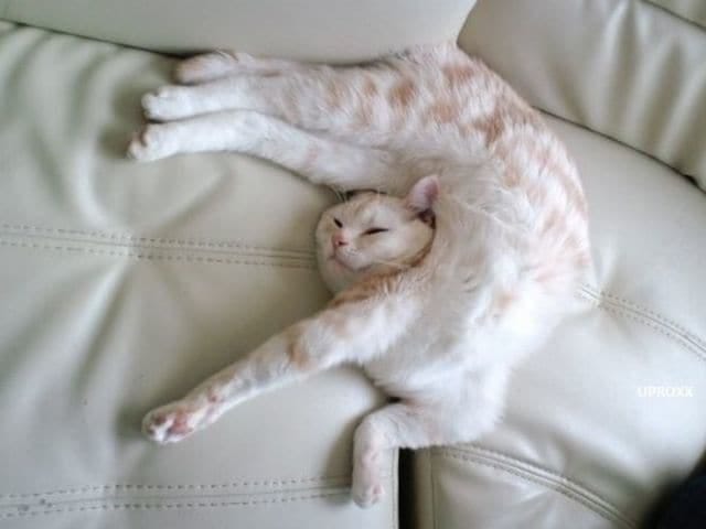 A cat curls up in twisted position to sleep