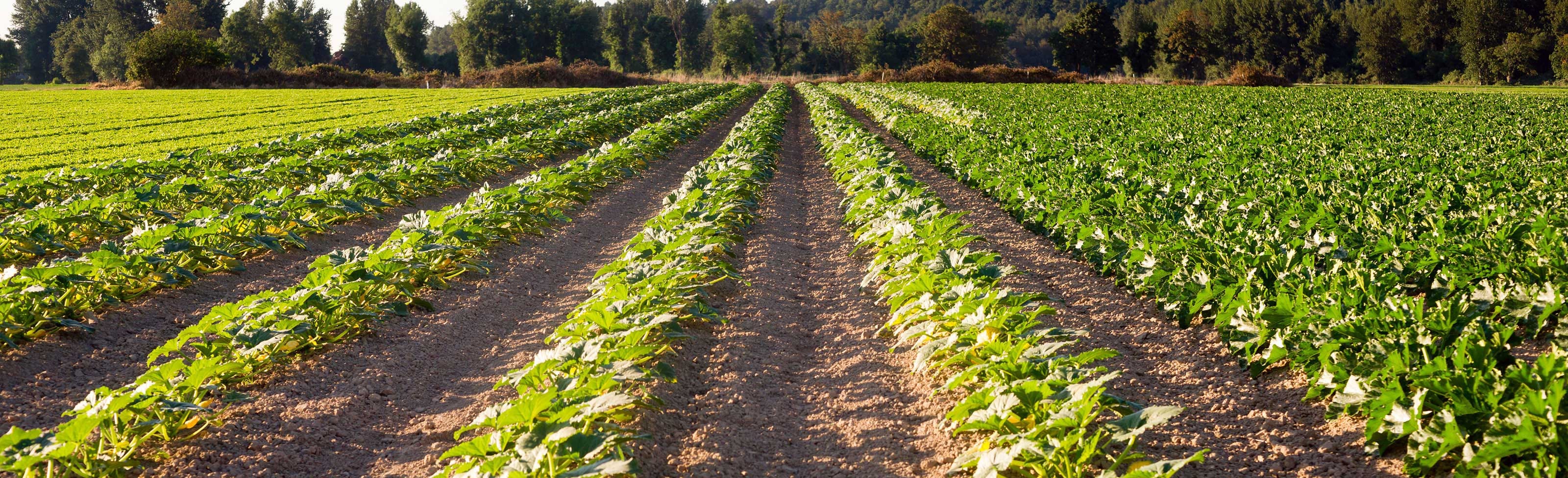 Agriculture sparked a change in education requirements. Photo: [https://www.oldnational.com/business/borrow/agriculture-loans](https://www.oldnational.com/business/borrow/agriculture-loans)