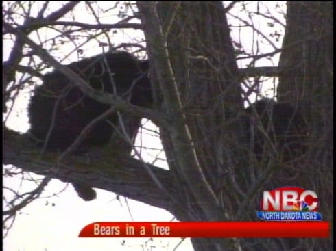 It's a bear tree!