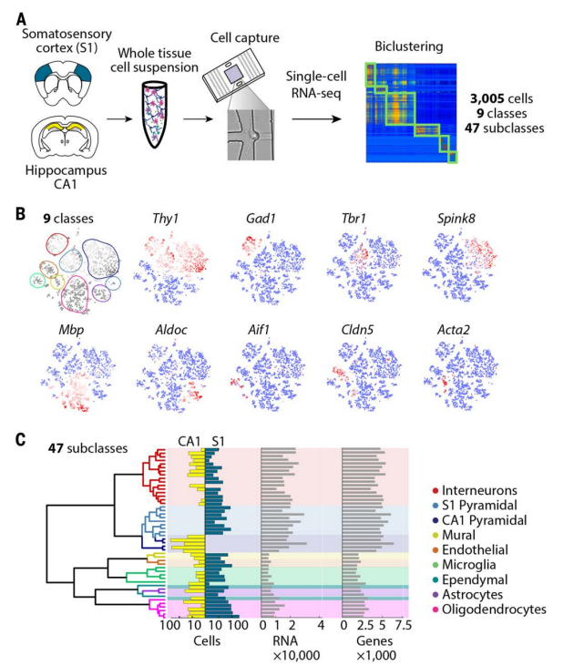 Python Tools For Single Cell RNA-seq Analysis | LaptrinhX