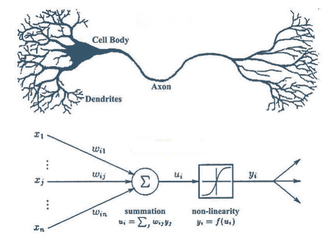 Figura 1: Comparación de red neuronal artificial con red cerebral. Fuente: Magiquo