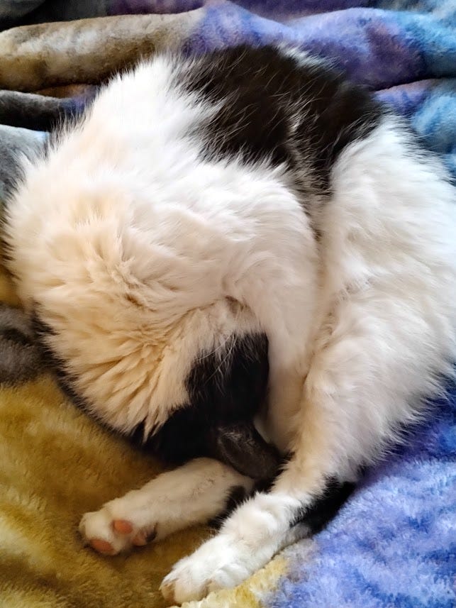 Our white kitty with black markings and a mask sleeps wrapped up like a pretzel