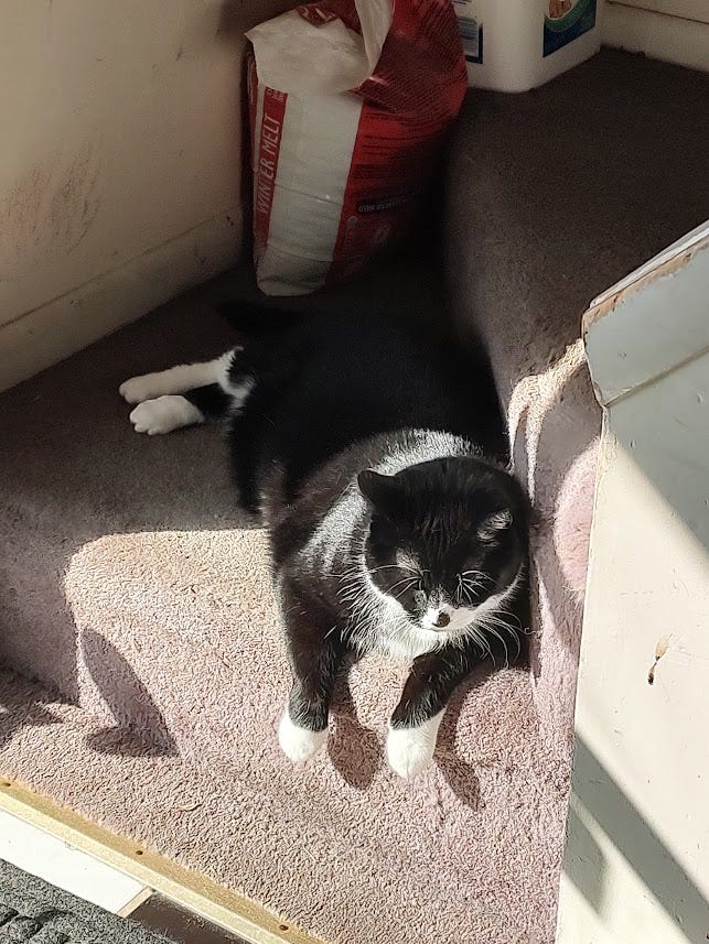 Bootsie relaxing and enjoying the sunshine, sprawled on our bottom stair