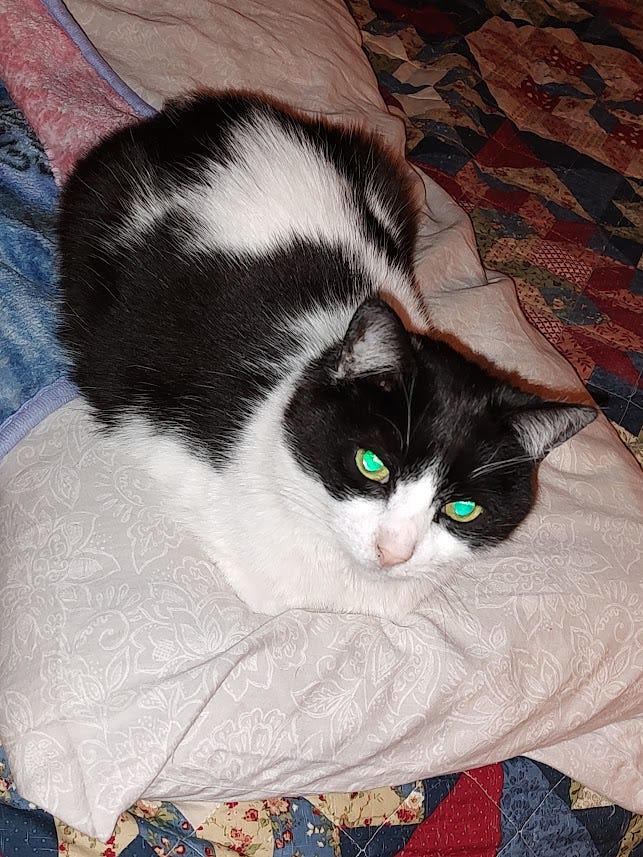 Our white kitty with black markings and a mask, Bandit, relaxing on our bed