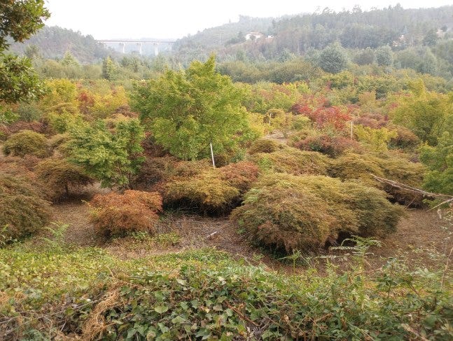 A more open view of the valley; many Japanese maples in rows are seen here, as a part of a tucked away tree nursery.