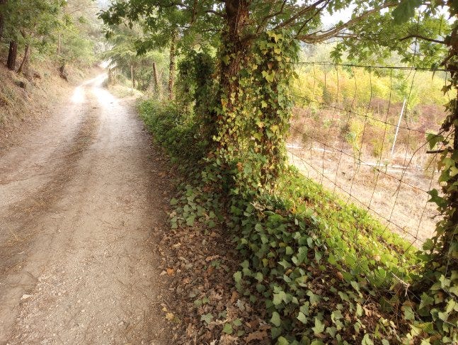 A dirt path travels along to the left of the photo, and along its right side is a fence that is being thoroughly overgrown & embraced by trailing ivy.