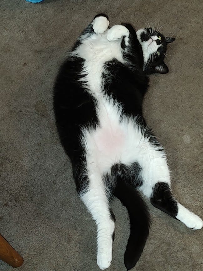 our tuxie kitty, Bootsie, is dozing on his back on the floor