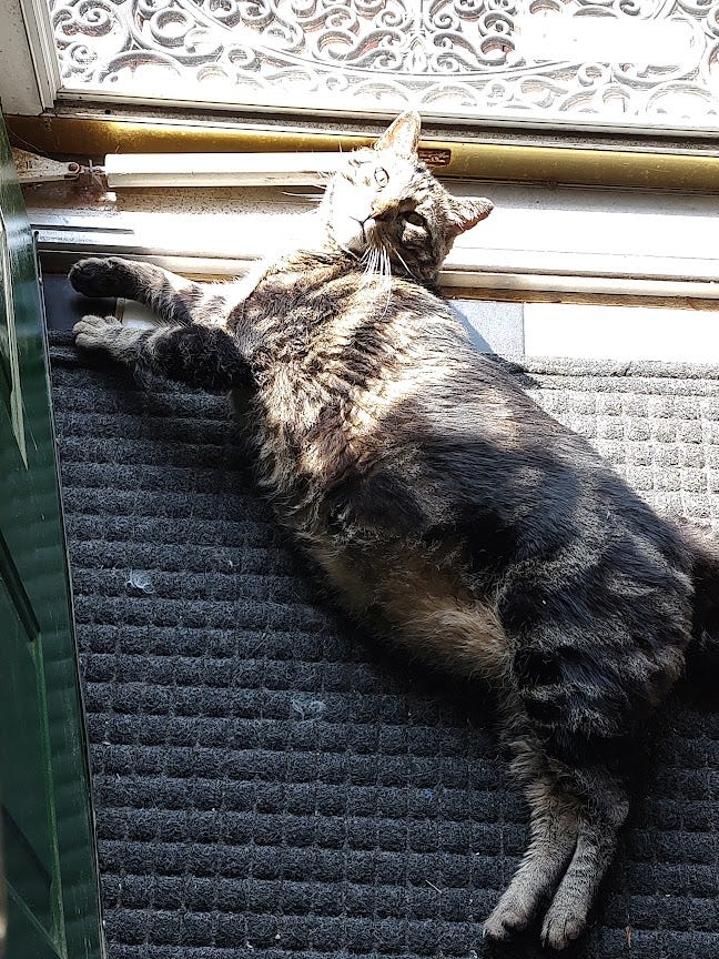 Our grey tabby Gus enjoys lying in the sunshine in our open door