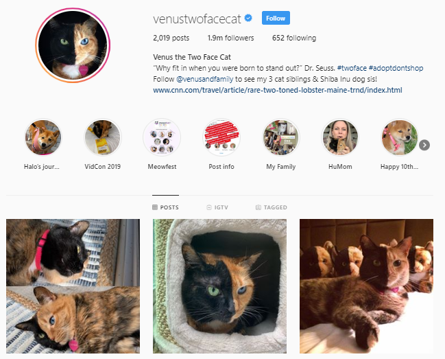 Top 10 Pet Influencers on Instagram in 2020