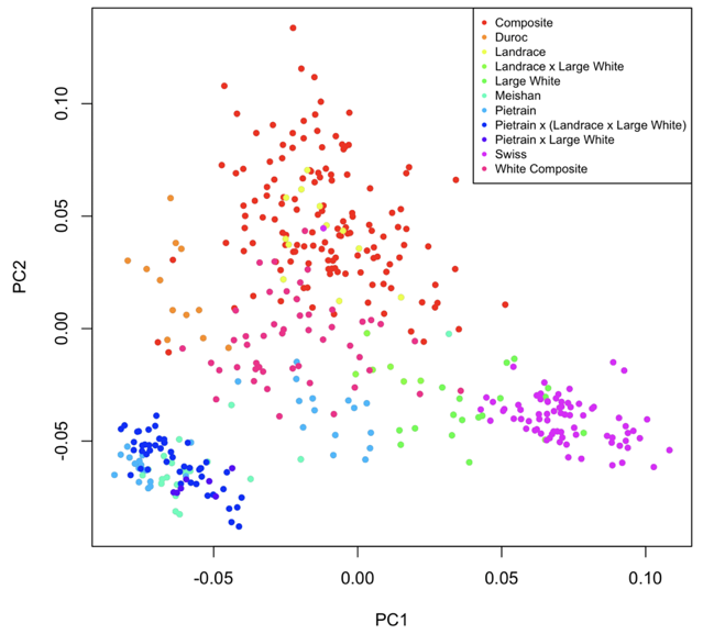 Cover image for Gencove’s new pig haplotype reference panel