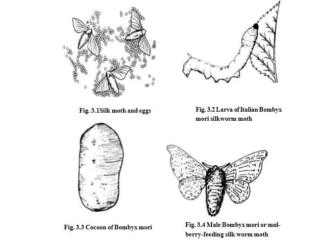 Stage by Stage silk production steps