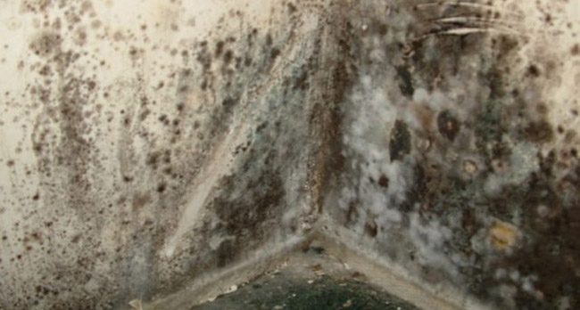 A wall covered in Alternaria - grey / black mold