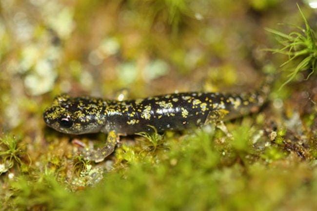 Green-salamander_FWS