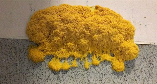 yellow slime mold growing on a wall