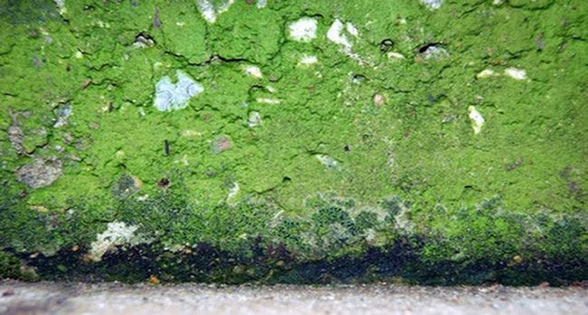 wall covered in green mold