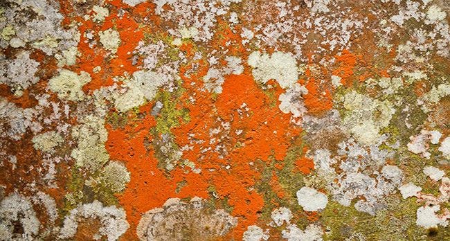 wall covered in Orange mold
