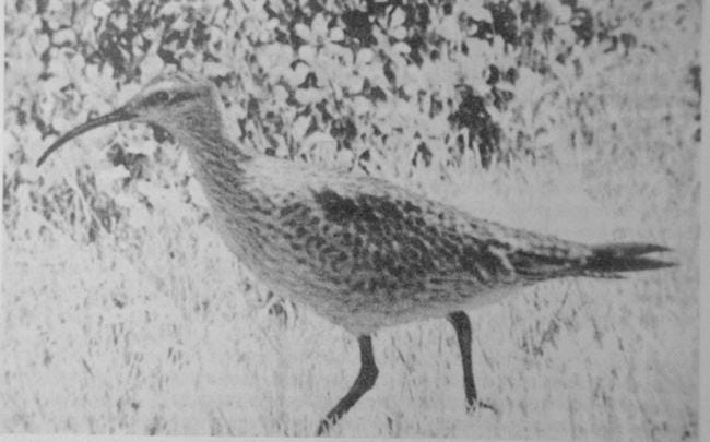 black and white old photo of a curlew walking in grass