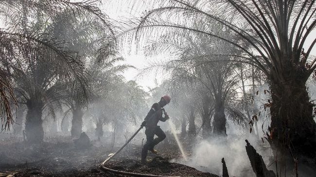 Pemadaman Api di Perkebunan Sawit