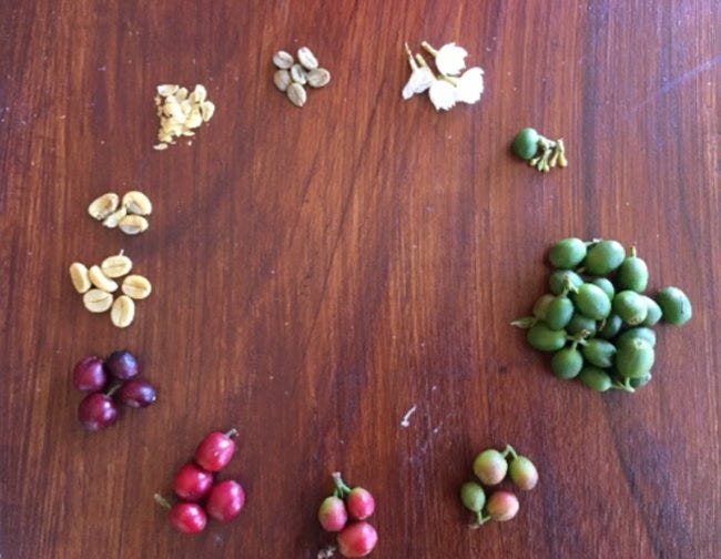 Coffee beans throughout stages of processing.