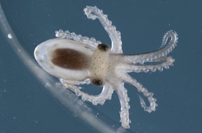 clear California two spotted octopus larvae close up with blue background