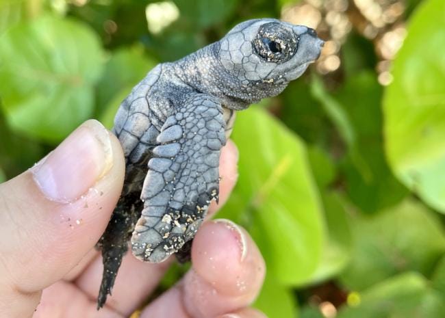 a hand holding a sea turtle hatchling with green leaves in the background