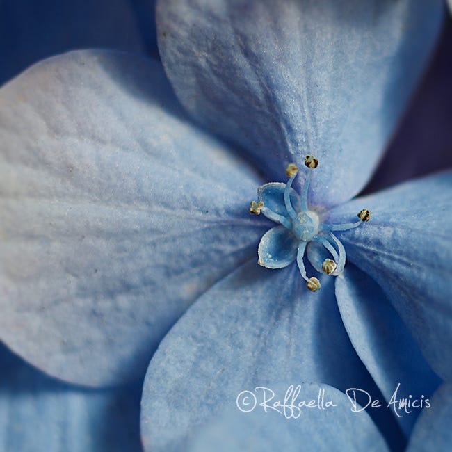 Macro photo showing fine detail of a hydrangea flower