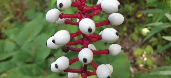 Eyeball plants