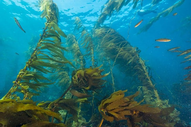 Kelp Forest along the Coast of Southern California