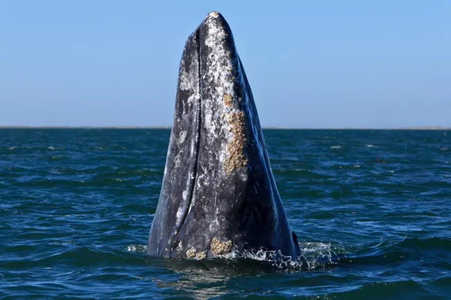 The long gray head (or mouth?) of a Gray Whale shoots out of blue ocean water. In the background is a clear blue cloudless sky