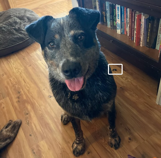 Oso with evidence of chewed headphones.