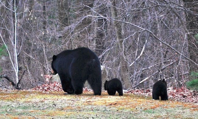 Black bear mother with cubs. Photo Ian Matchett.